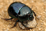 Trypocopris pyrenaeus Trypocopris pyrenaeus